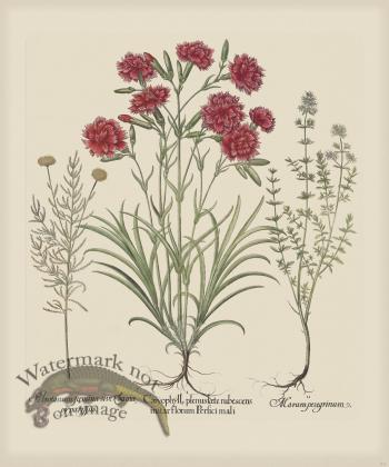 Besler 311 Colored  B2